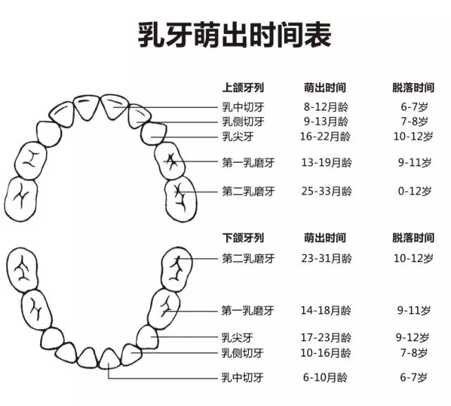 尚佳專(zhuān)業(yè)月嫂丨何時(shí)長(zhǎng)牙才算正常？